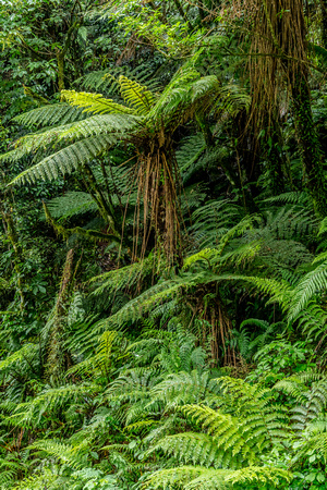 Fern trees unique to New Zealand, Australia and South Africa rain forests