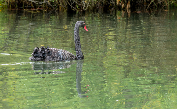 Black Swan in lagoon