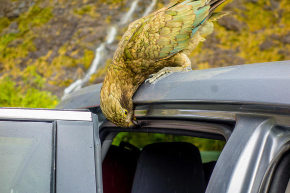 The cheeky Kea "enjoys" doing damage to parked cars.