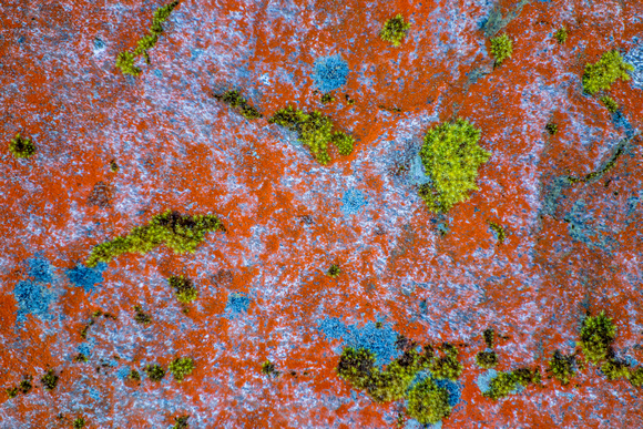 Lichen and Moss on rocks in Milford Sound