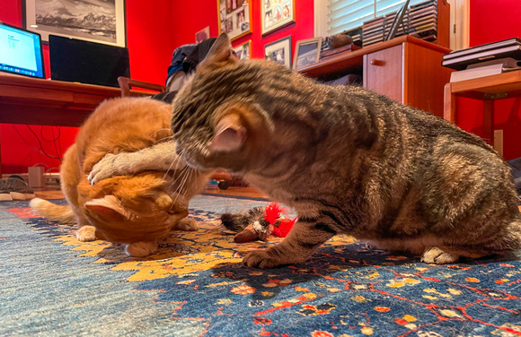 A fight over a new toy. 3/25/21