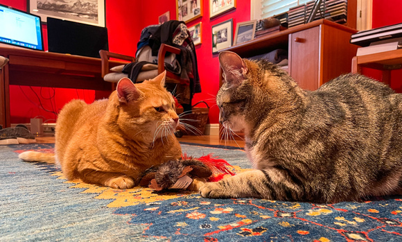 A fight over a new toy. 3/25/21
