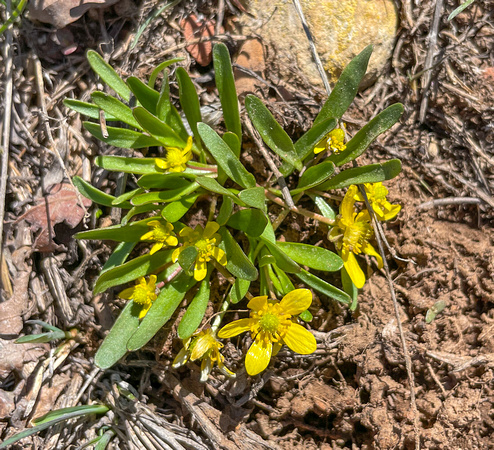 Sagebrush Buttercup, Ranunculus glaberrimus 4/10/21