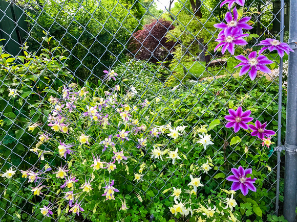 Columbine flowers and Clematis 5-30-17