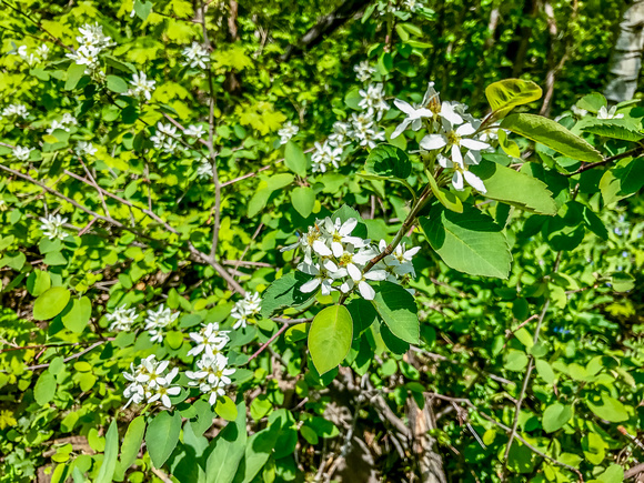 Serviceberry, Amelanchier ainifolia 5-31-17