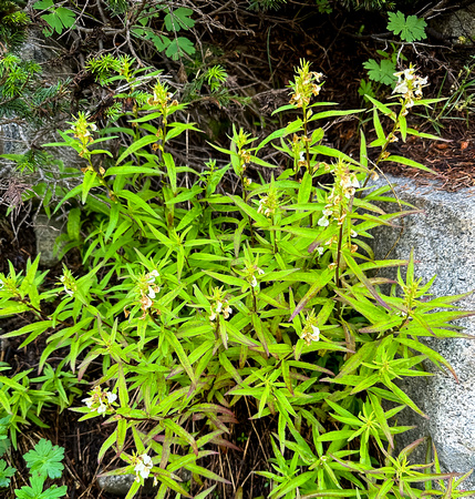 Sickletop Lousewort, Pedicularis  racemosa 8/17/23