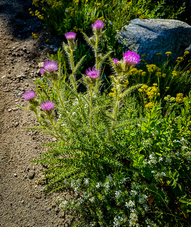 Spiny Plumeless Thistle, Carduus acanthoides 8/17/23