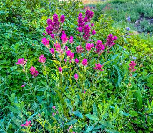 Mountain Indian Paintbrush, Castilleja parviflora 8/17/23