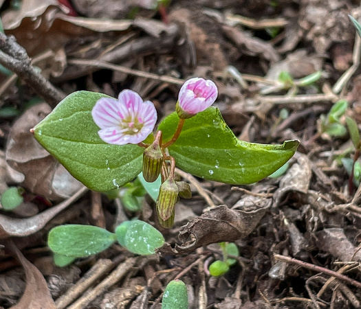 Spring Beauty, Claytonia lanceolata 4/24/21