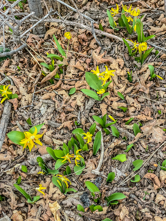Glacier Lily, Erythronium grandiflorum 4/24/21