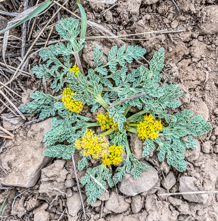 Desert biscuitroot, Plateau desert parsley, Lomatium foeniculaceum 4/24/21