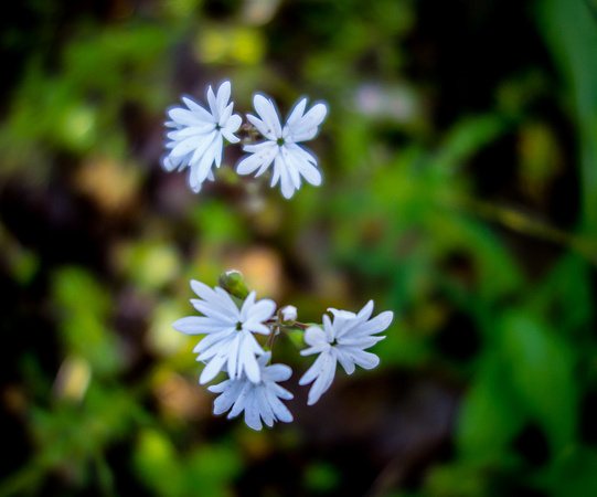 Small-flowered Woodland Star 6-14-17