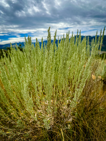 Big Sagebrush, Artemisia tridentata 8/19/23