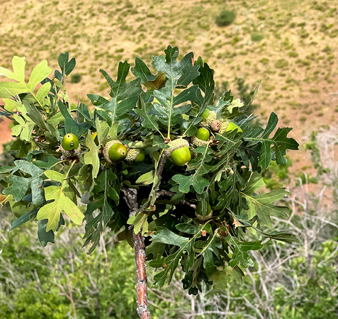 Gamble Oak acorns, Quercus gambelli 8/20/23