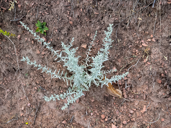 White Sagebrush, Artemisia ludoviciana 8/20/23