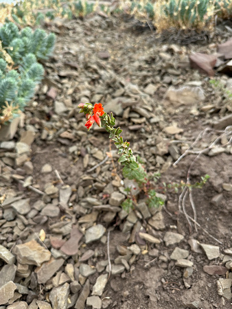 California Fuchsia, Epilobium canum 8/20/23