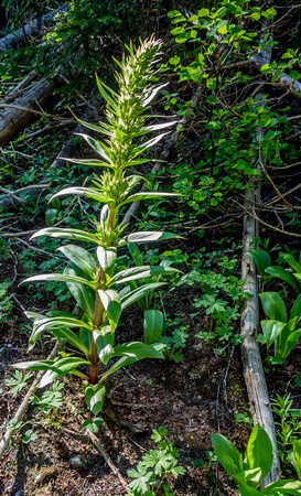 Green Gentian (Elkweed, Monument Plant), Frasera speciosa 6-28-17