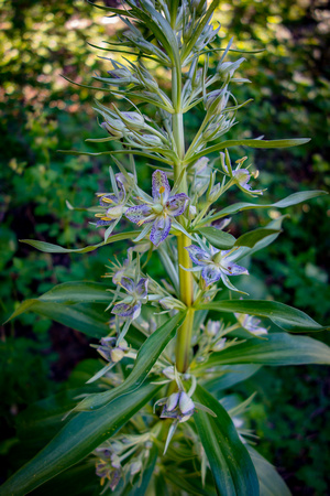 Green Gentian (Elkweed, Monument Plant) Frasera speciosa 6-28-17