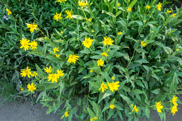Goldeneye, Heliomeris multiflora 7-5-17