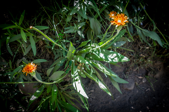 Orange Agoseris, Orange Mountain Dandelion, Agoseris aurantiaca 7-5-17