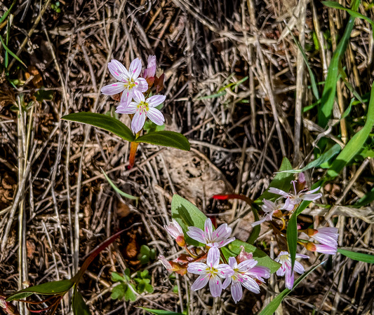 Spring Beauty, Claytona lanceolata 5/1/21