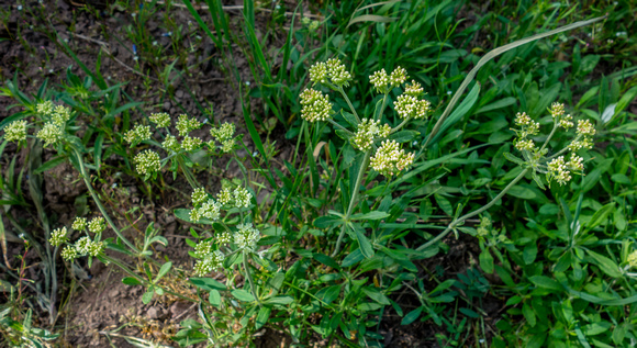 Whorled Buckwheat, Eriogonum heracleoides  7-5-17