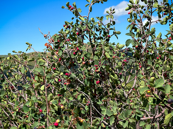 Utah Serviceberry, Amerlanchier utahensis 8/23/23