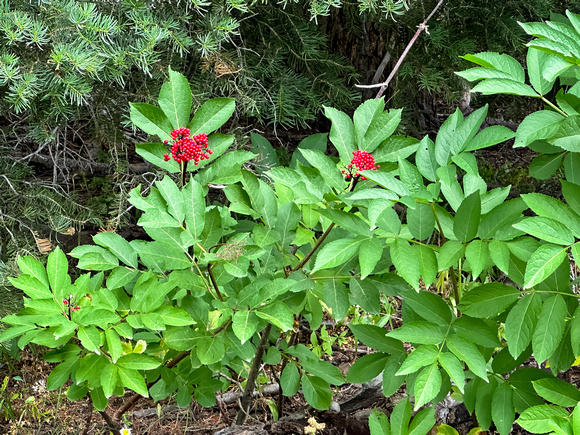 Red Elderberry, Sambucus racemosa 8/23/23