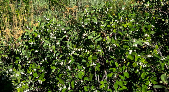 Common Snowberry, Symphoriscarpos albus 8/23/23