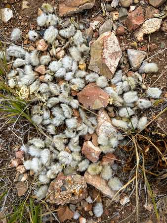 Woolypod Milkvetch, Astragalus purshii 8/23/23