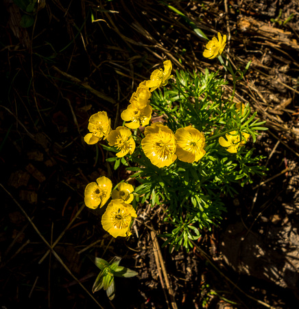 Alpine Buttercup, Ranunculus adoenus 7-13-17
