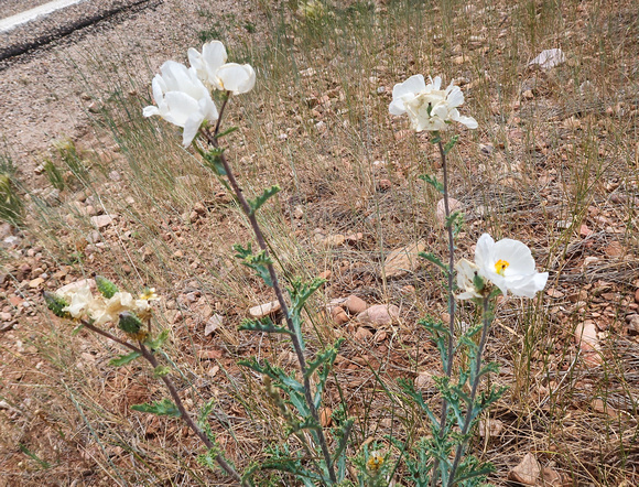 White Prickly Poppy, Argemone albiflora 7-16-17