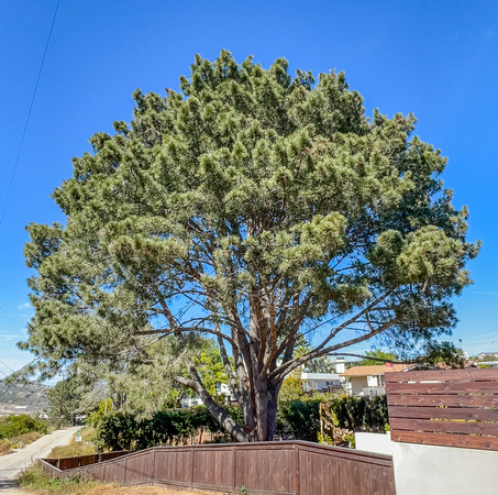 Torrey Pine, Pinus torreyana 5/9/22