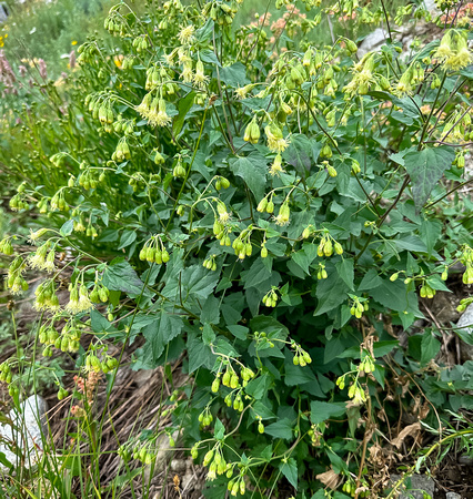 Tasselflower Brickellbush, Brickellia grandiflora 8/24/23
