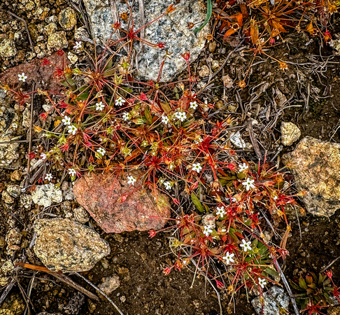 Pygmyflower Rockjasmine, Androsace septentrionalis 8/24/23