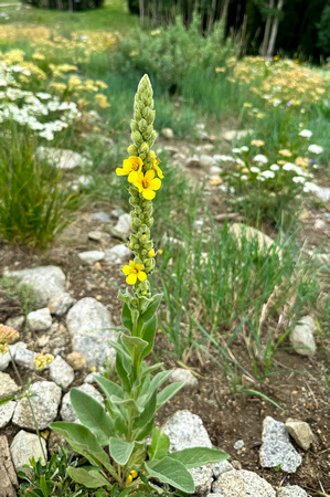 Common Mulleain, Verbascum thapsus 8/24/23