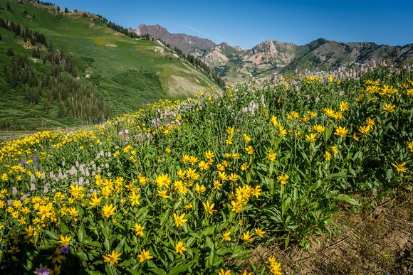 Rocky Mountain Dwarf Sunflower, Helianthela uniflora 7-23-17