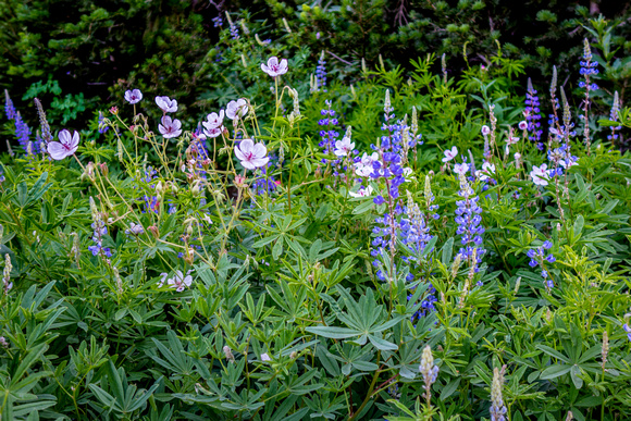 Silvery Lupine and Geraniums 7-23-17