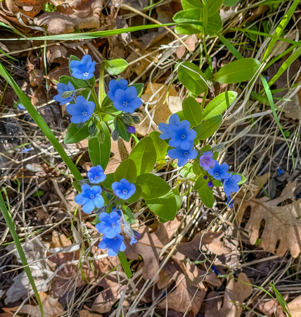 Meadow Forget-me-not 5/5/21
