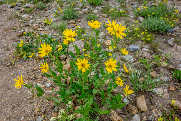 Rocky Mountain Dwarf Sunflower, Helianthella uniflora 7-28-17