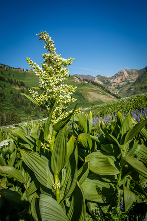 Corn Lily, Veratrum californicum 7-23-17
