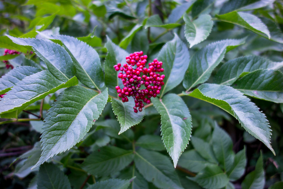 Red Elderberry, Sambucus racemosa 8-17-17