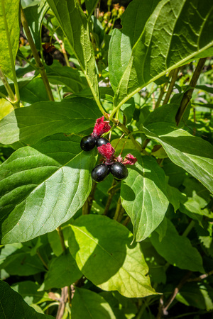 Black Twinberry Honeysuckle, Lonicera involcrata 8-7-17