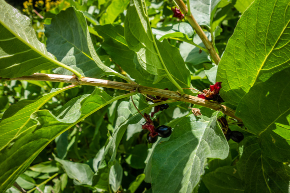 Black Twinberry Honeysuckle, Lonicera involcrata 8-17-17