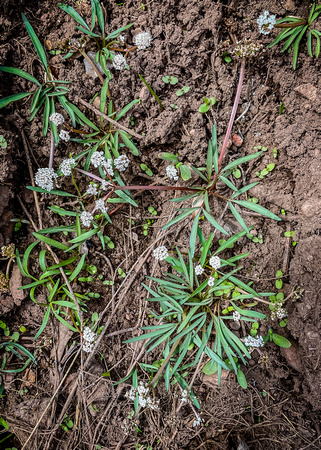 Harbinger of Spring, Erigenia bulbosa 5/15/21