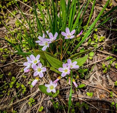 Spring Beauty, Claytonia lanceolata 5/15/21