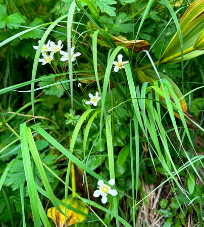 Marsh Grass of Parnassus, Parnassia palustris , 8/28/23