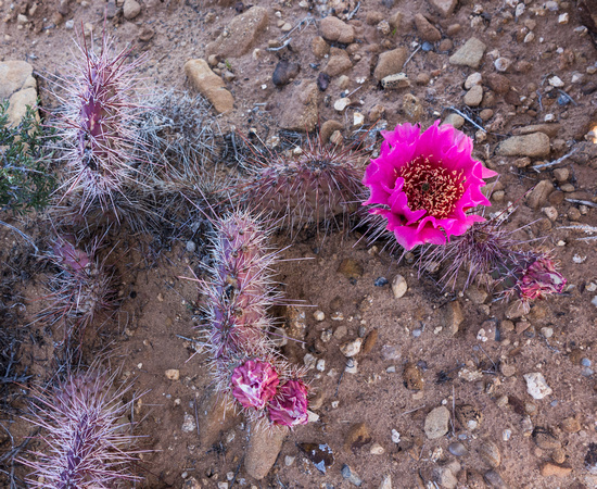 Prickly Pear cactus May 2014