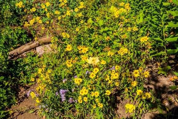 Goldeneye, Heliomeris multiflora 8-31-17