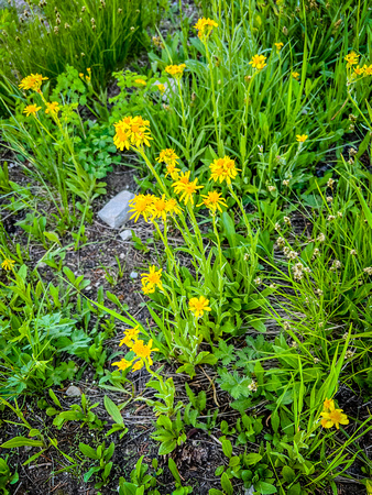 Lambstounge ragwort (Western groundsel) Senecio integerrimus 7/8/22